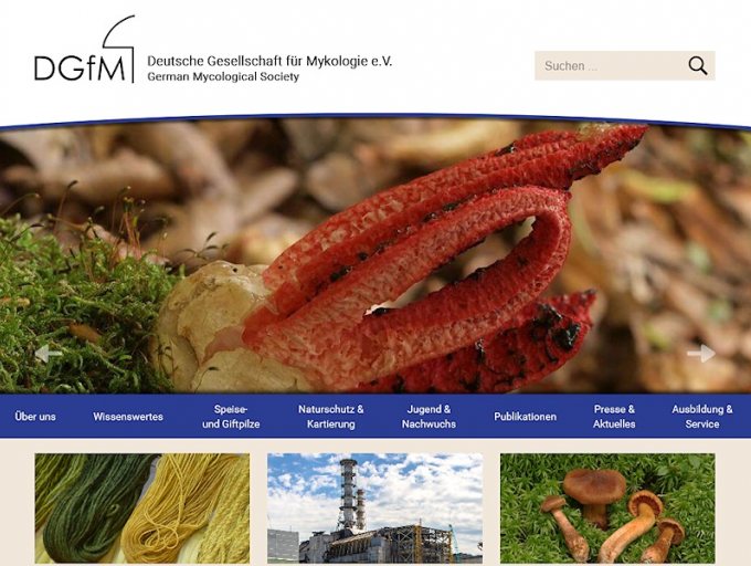 Die neue DGfM-Website nach dem Relaunch am 21.11.2016