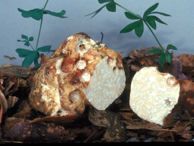 Die unterirdisch wachsende Mäandertrüffel ist essbar, roh aber wie viele Pilze giftig.