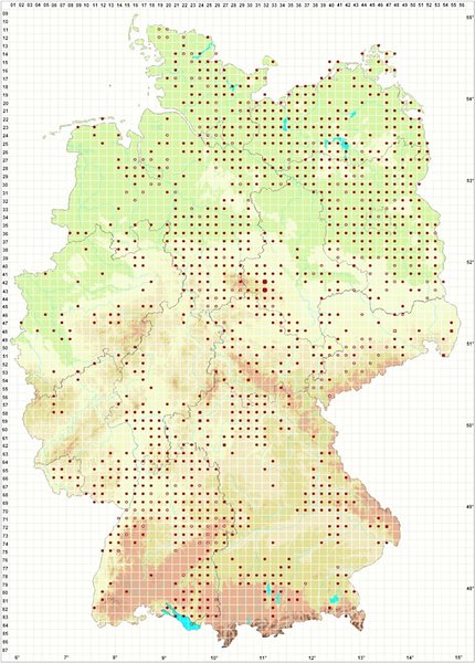 Die Verbreitung des Grünen Knollenblätterpilzes (Amanita phalloides) in Deutschland