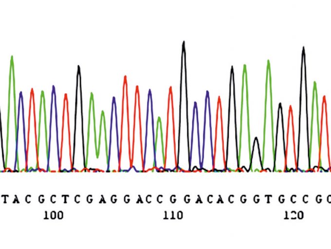 Ausschnitt aus einem Chromatogramm einer automatischen DNA-Sequenzierung