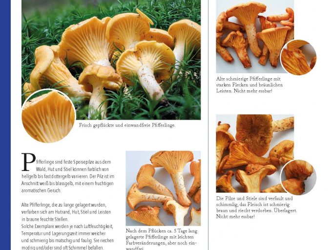 Verbraucherschutztafel Nr. 1 Pfifferlinge (Cantharellus cibarius)