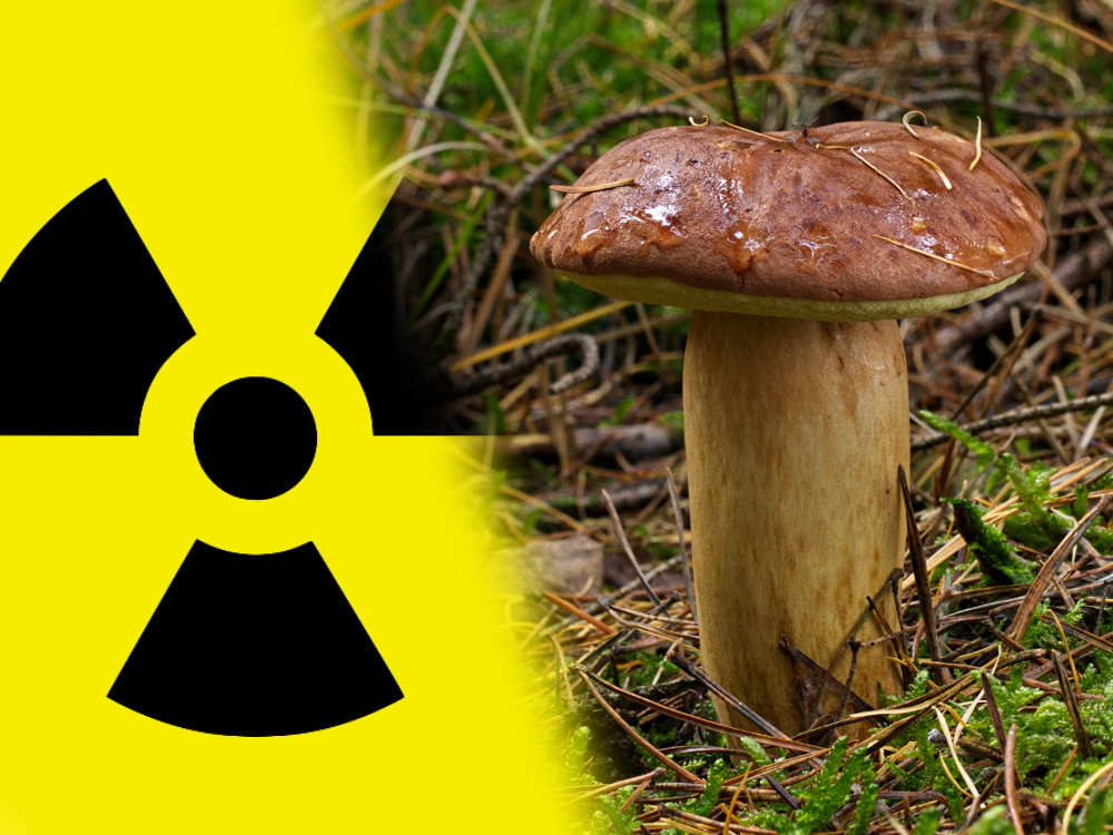 Pilze regional weiterhin radioaktiv belastet - News - Forum der ...