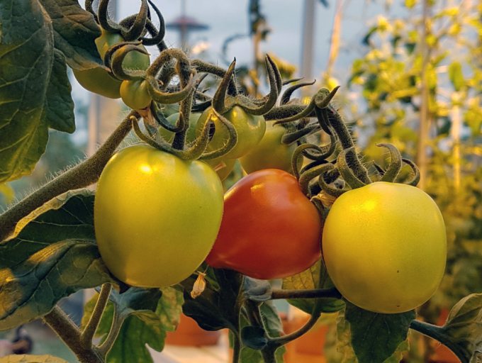 Die Früchte mykorrhizierter Tomaten schmecken süßer.