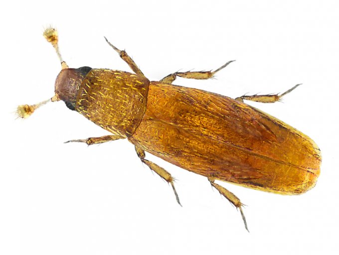 Baranowskiella ehnstromi, Europas kleinster bekannter Käfer