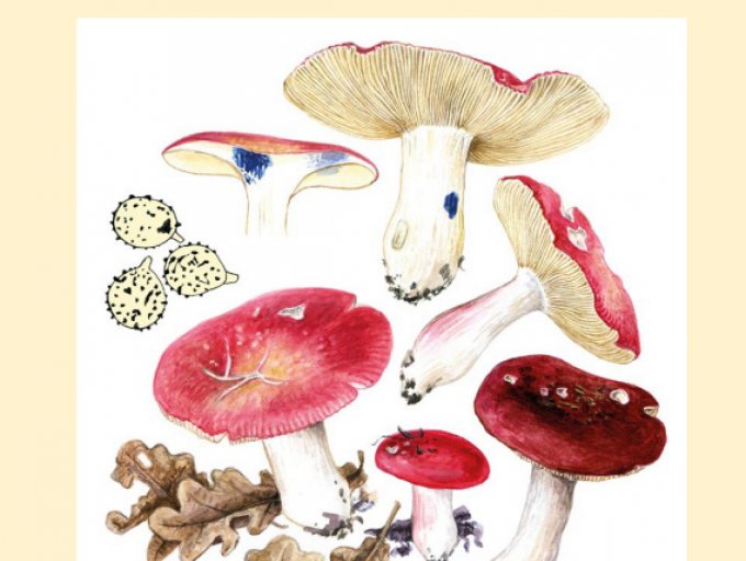 Titelbild von Heft 86/1 der Zeitschrift für Mykologie