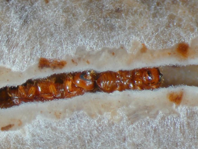 Ein Zuckerrohr-Ambrosiakäfer frisst die an der mit Nahrungspilzen bewachsenen Tunnelwand