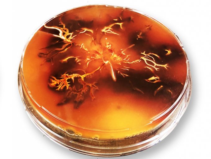 Pilzkultur des Zwiebelfüßigen Hallimaschs in der Petrischale