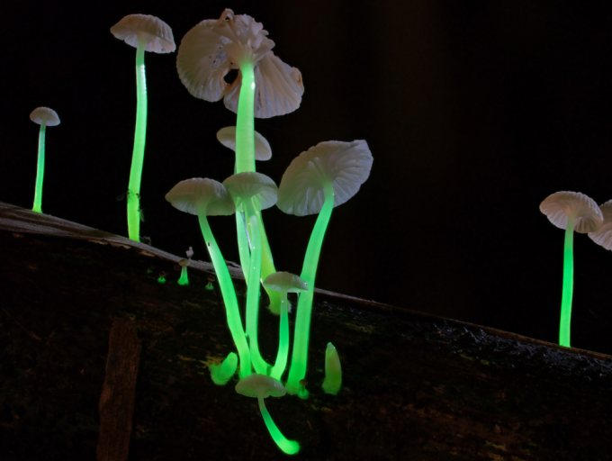 Die Stiele von Roridomyces phyllostachydis leuchten grünlich im Dunkeln.