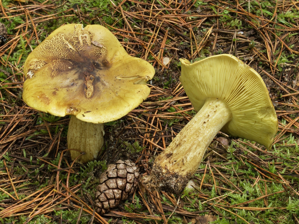 Pilz-des-Jahres-2021-Gruenling-1-1000px.jpg