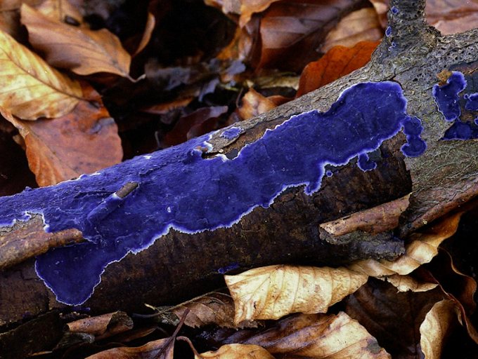 Durch die indigofarbenen Fruchtkörper ist der Blaue Rindenpilz unverkennbar.