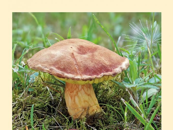 Titelbild von Heft 90/1 (2024) der Zeitschrift für Mykologie mit Xerocomus silwoodensis | Bild: DGfM, Foto von Christian Weinkötz