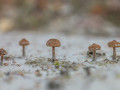 Platz #50, kleine Pilzgruppe in einer Klebsandgrube, Bild: Kurt Schröder