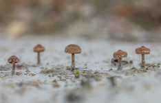 Platz #50, kleine Pilzgruppe in einer Klebsandgrube, Bild: Kurt Schröder