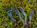 Dunkelgrüne Erdzunge, Microglossum tenebrosum