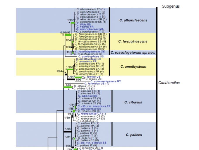 Phylogentischer Baum von Cantharellus