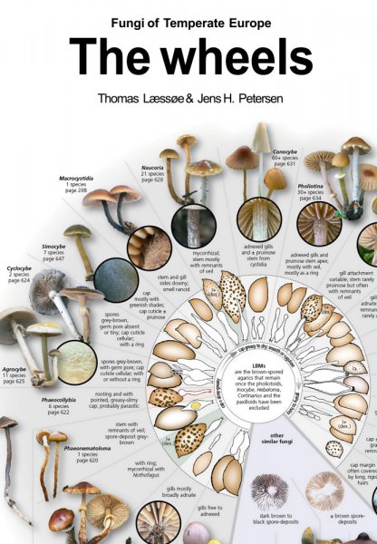 Eines der „Pilzräder“ aus Leitfotos, Unterscheidungsmerkmalen und Zeichnungen wesentlicher mikroskopischer Merkmale