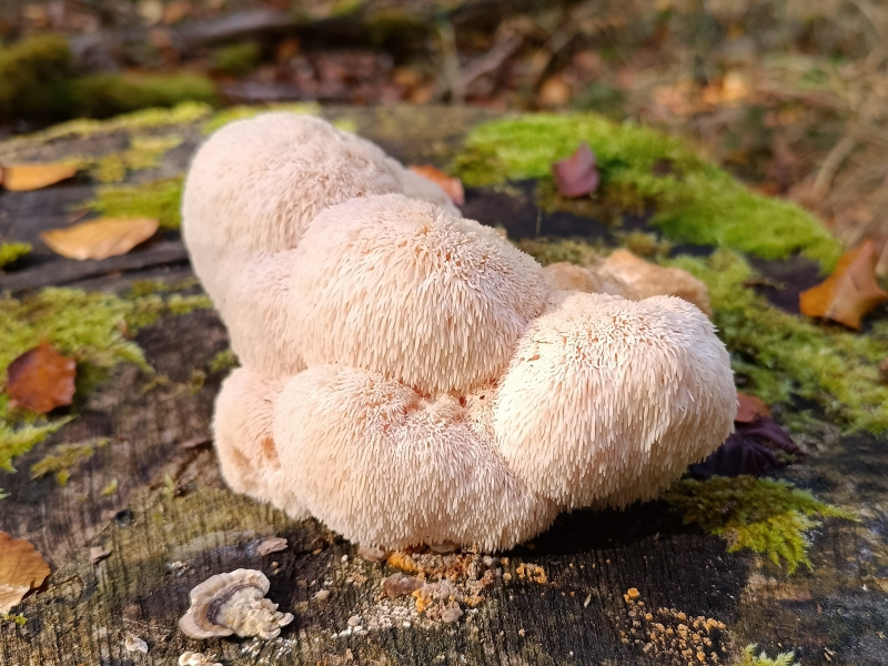 Die Fruchtkörper des Igelstachelbarts erscheinen im Herbst an Totholz von Eichen oder Buchen
