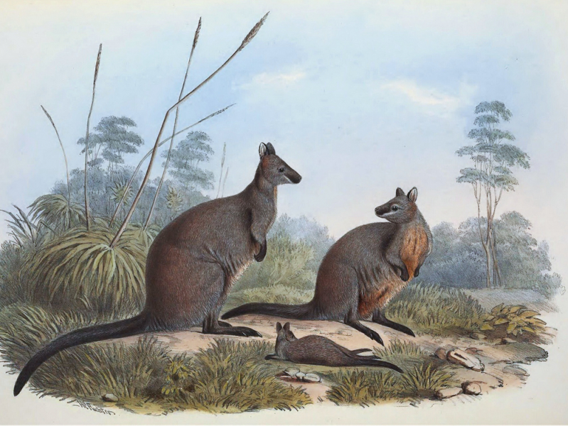 Sumpfwallaby