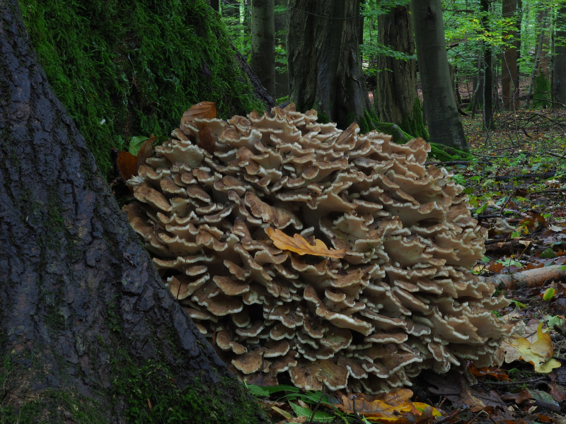 Klapperschwamm - Grifola frondosa