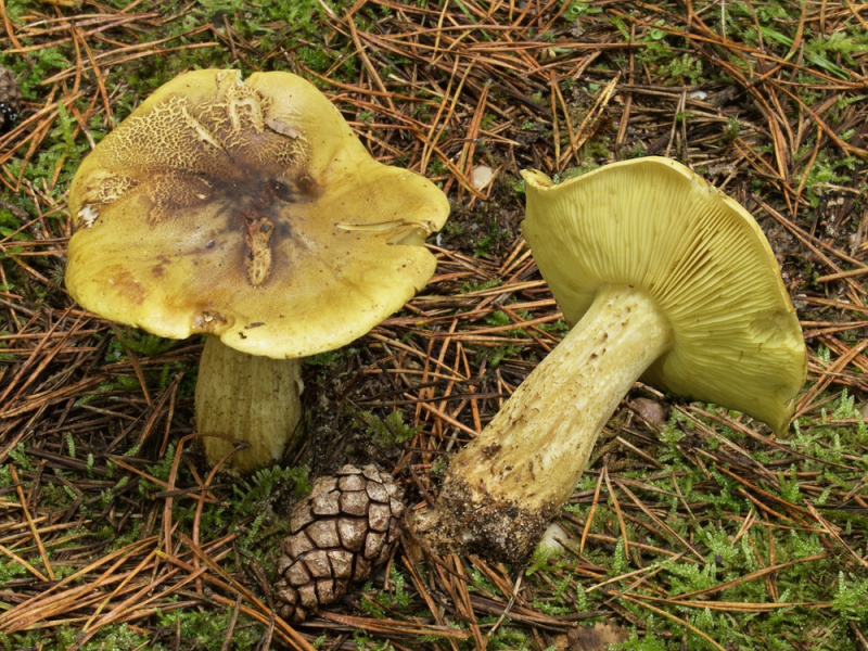 Zwei Fruchtkörper des Grünlings (Tricholoma equestre) – typisch sind die zitronengelben bis grünlichen Lamellen auf der Hutunterseite.