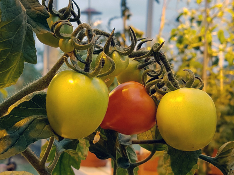 Überzeugt: Die Früchte mykorrhizter Tomaten schmecken süßer.