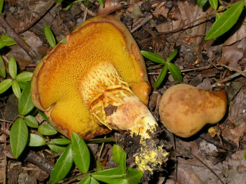 Gelbliche Ziegenlippe (Xerocomus chrysonemus)