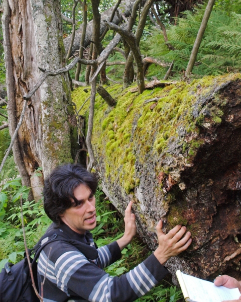 Kapitale Biotopfichte im Nationapark Bayerischer Wald