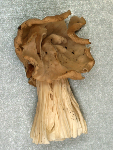 Herbstlorchel (Helvella crispa) mit verdeckter Virusinfektion (normaler Fruchtkörper)