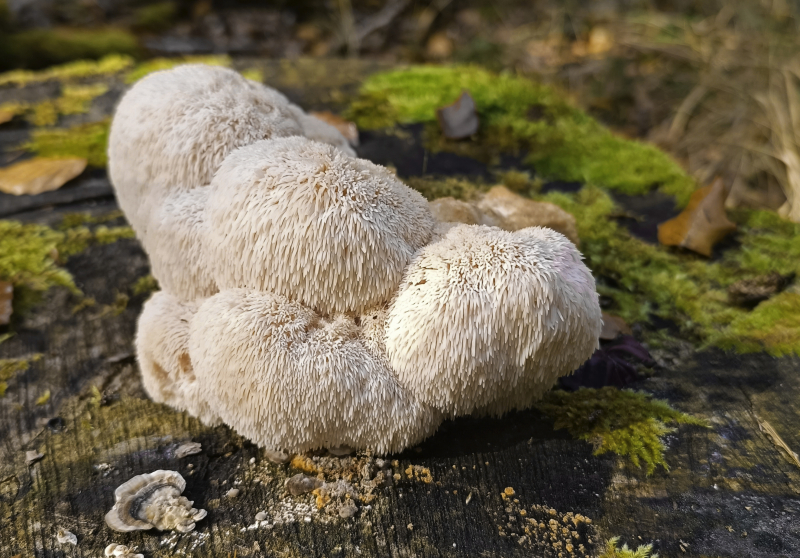 Pilz des Jahres 2026 - Igelstachelbart - Hericium erinaceus. Die Fruchtkörper des Igelstachelbarts erscheinen im Herbst an Totholz von Eichen oder Buchen.