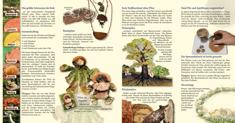 Flyer „Gemeinsam das Reich der Pilze entdecken“ – Seite 2