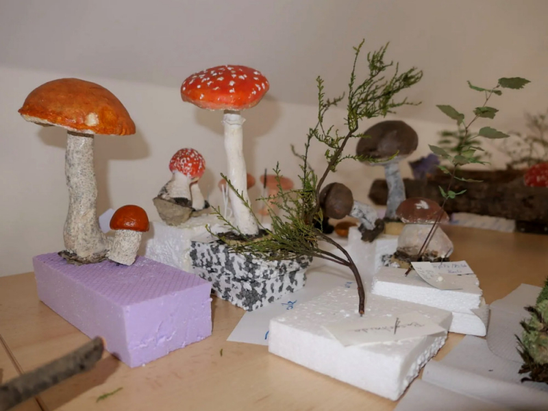 Exponate der neuen Sonderausstellung „Unterirdische Beziehungskisten – Mykorrhizapilze“