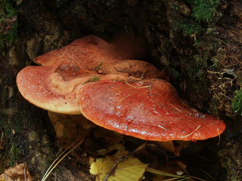 Fruchtkörper des Eichen-Leberreischling (Fistulina hepatica)