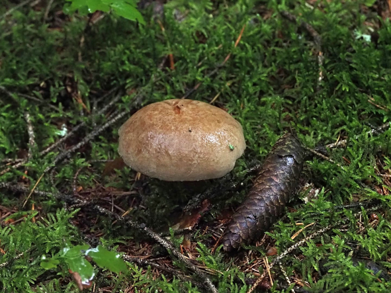 Zur Bestimmung oder Arteingrenzung wenig brauchbar: brauner Pilzhut auf moosigem Waldboden