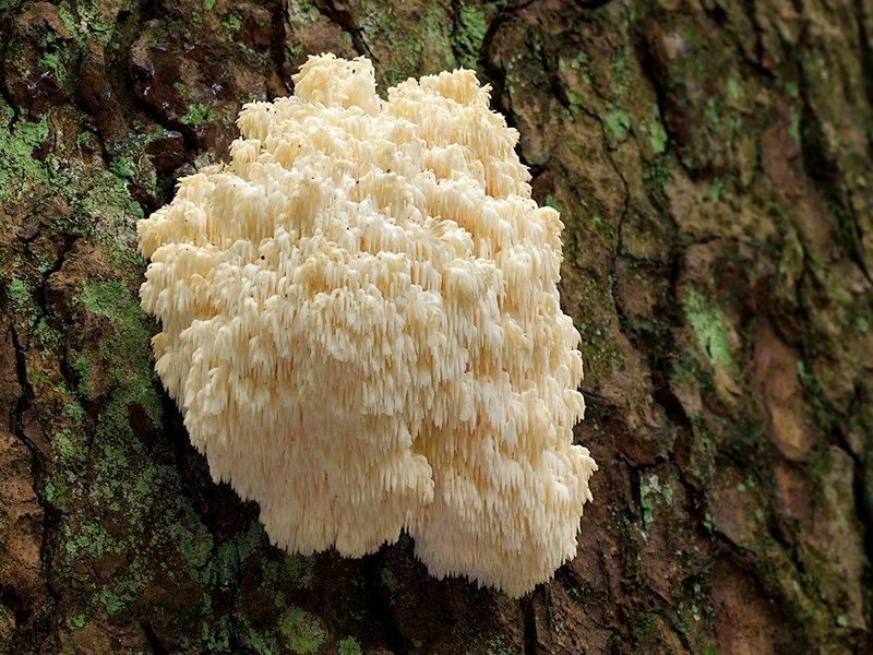 Der Tannen-Stachelbart (Hericium flagellum) bewohnt totholzreiche Altbestände der Weißtanne, wie sie zum Beispiel im Bayerischen Wald vorkommen.