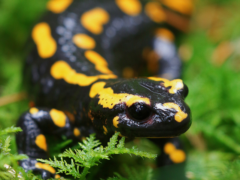 (Gesunder) Feuersalamander im Moos