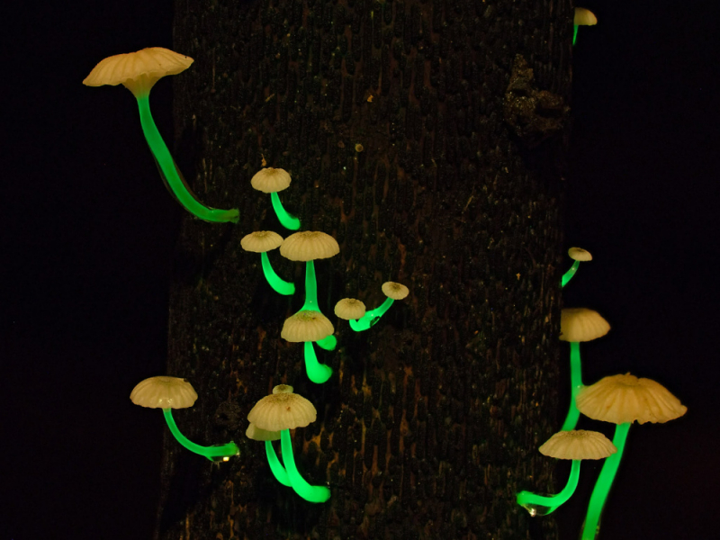 Die Stiele von Roridomyces phyllostachydis leuchten grünlich im Dunkeln.