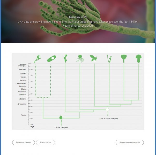 Der Abschnitt „Fungal tree of life“ auf stateoftheworldsfungi.org