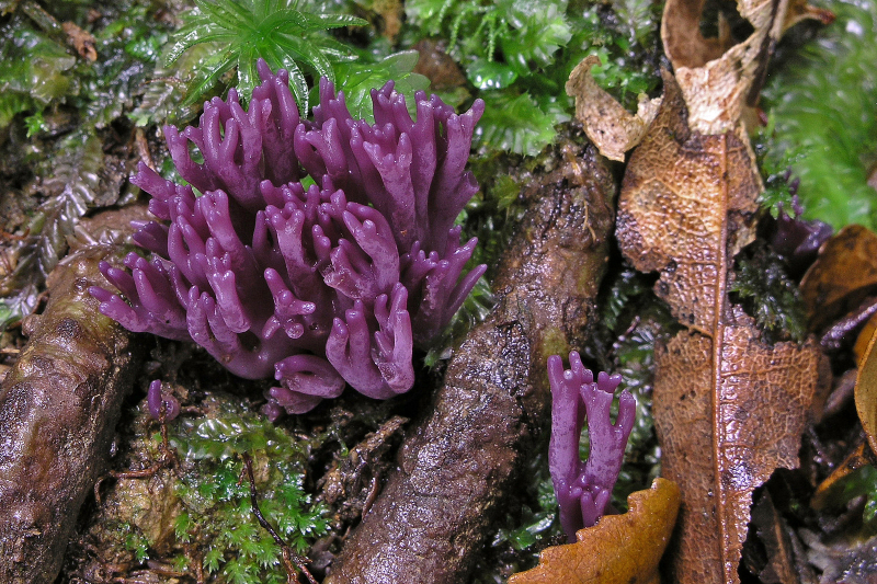 DgfM-Pilz-des-Jahres-2025-02.jpg Die zerbrechlichen Äste der Amethystfarbenen Wiesenkoralle leuchten in einem kräftigen violett