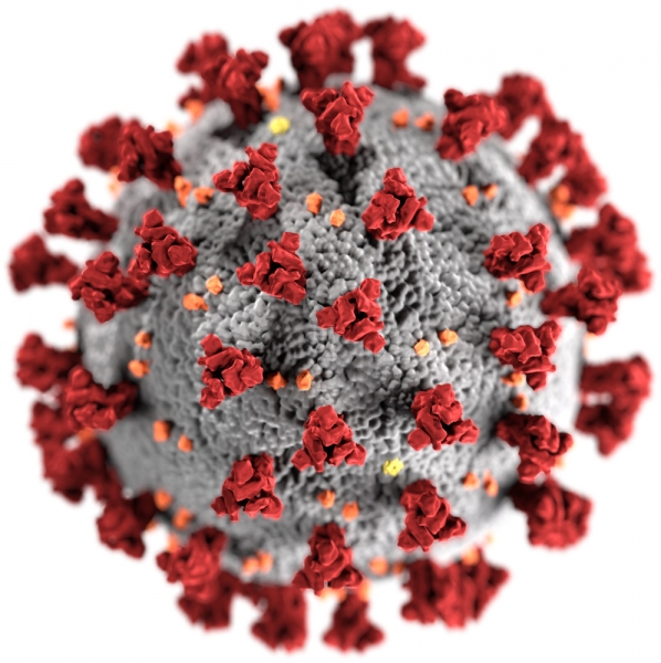 Dieses 3D-Modell zeigt die ultrastrukturelle Morphologie von Koronaviren. Die Stacheln auf der äußeren Oberfläche vermitteln den Eindruck, als umgäbe das Virion eine Korona.