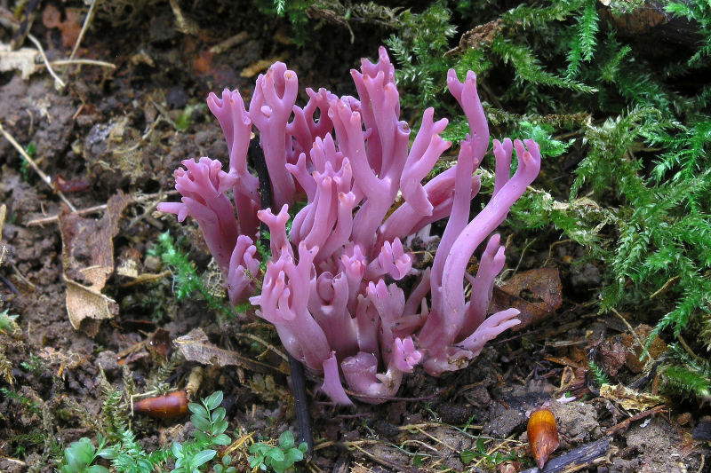 DgfM-Pilz-des-Jahres-2025-01.jpg Die Amethystfarbene Wiesenkoralle ist eines unserer