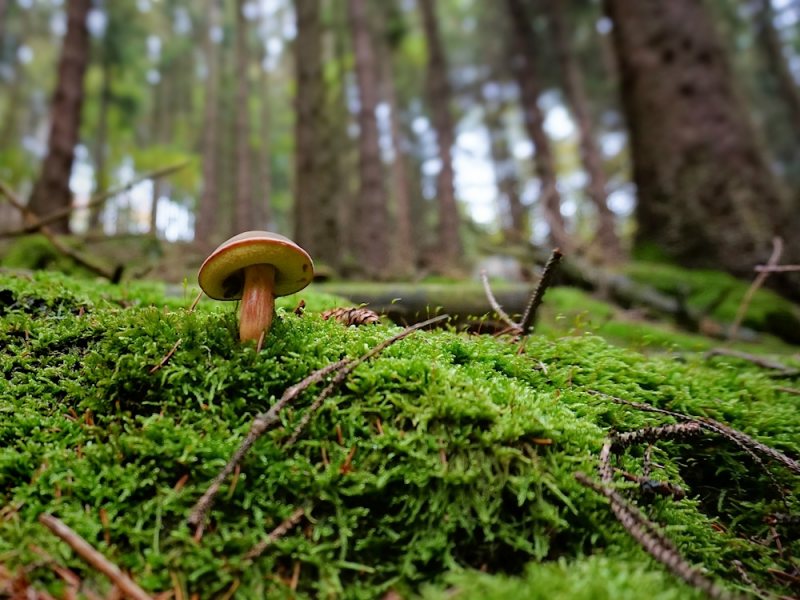 Symbolfoto: Ein Maronenröhrling im Fichtenwald