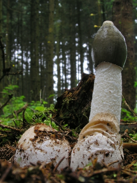 Hexenei (links) und gestreckter Fruchtkörper (rechts) der Gewöhnlichen Stinkmorchel