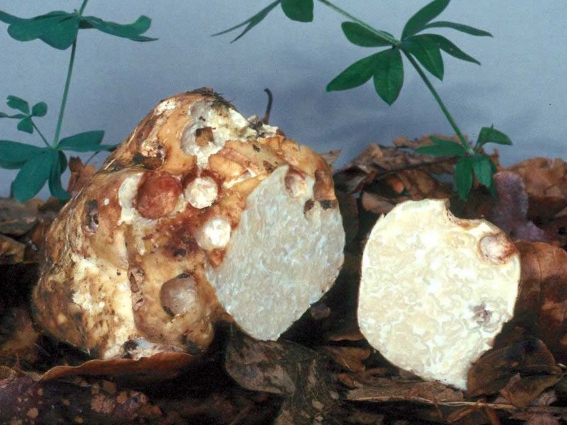 Pilz-des-Jahres-2001-Maeandertrueffel-1-900px.jpg Die unterirdisch wachsende Mäandertrüffel ist essbar, roh aber wie viele Pilze giftig.