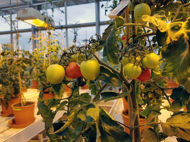 Tomatenanzucht zu Forschungszwecken im IPB-Gewächshaus