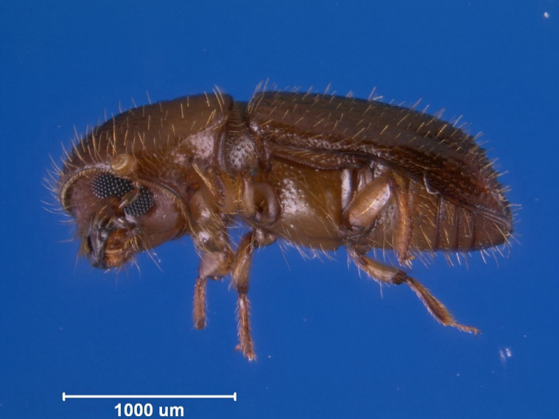 Ein weiblicher Zuckerrohr-Ambrosiakäfer (Xyleborus affinis) wird ca. 2 Millimeter groß.