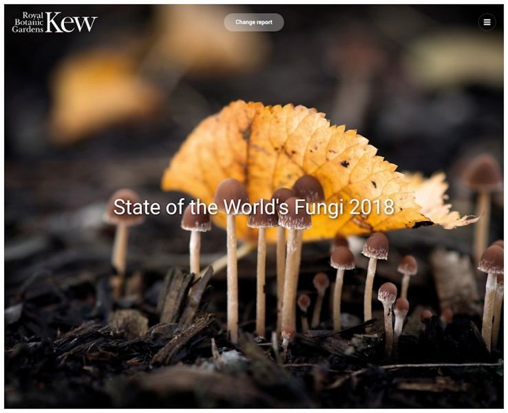 Kleine gestielte Pilzfruchtkörper als Blickfang auf stateoftheworldsfungi.org