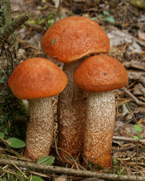 Eichen- oder Laubwald-Rotkappe (Leccinum aurantiacum, Synonym: L. quercinum)
