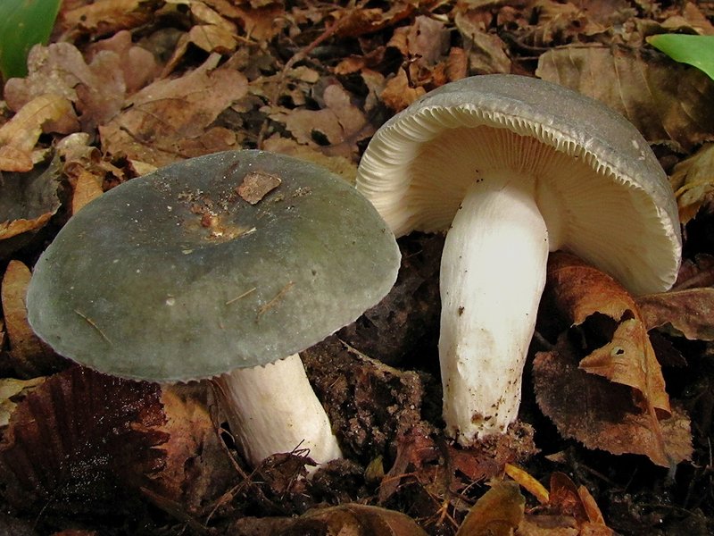 Violettgrüne Hutfarben und biegsame Lamellen kennzeichnen den Frauen-Täubling.