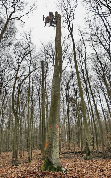 Hier werden Erstbesiedler von manipulierten Baumstämmen im Rahmen des BioHolz-Projekts des Nationalparks Bayerischer Wald untersucht.