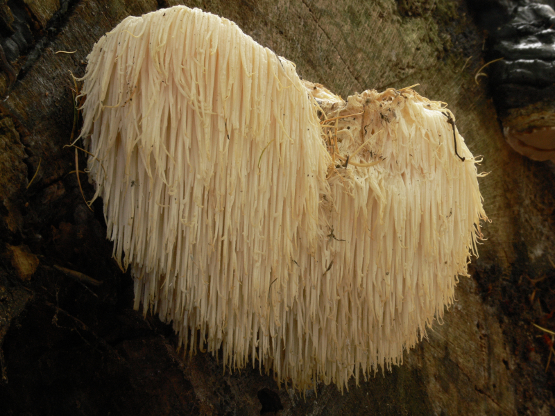 Igelstachelbart - Hericium erinaceus
